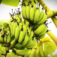 India aims for Russian market with banana export boom